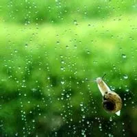 下雨雨水头像图片第1张