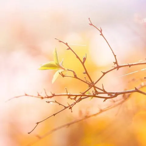 高清好看漂亮美丽的微信头像图片第1张