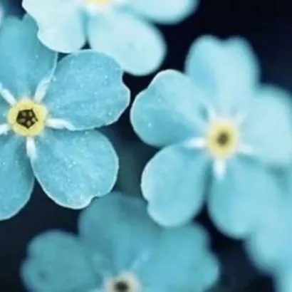 高清唯美的美丽花朵图片头像第1张