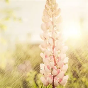 高清微信头像风景花朵图片意境图片素材第1张