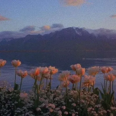 微信头像风景鲜花第1张