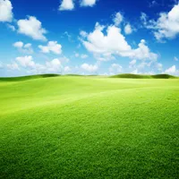 好看的绿色小清新微信头像第1张