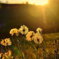 清新优美的toux风景图片第1张