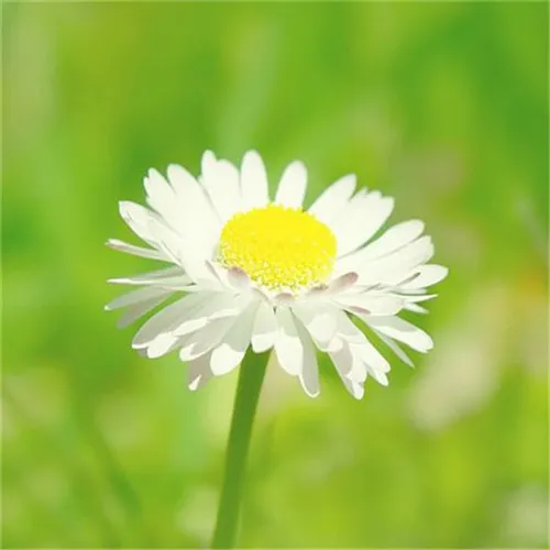 清新简单的头像第1张