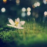 超好看的唯美意境风景qq头像图片第1张