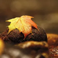 唯美适合秋天的微信头像图片第1张