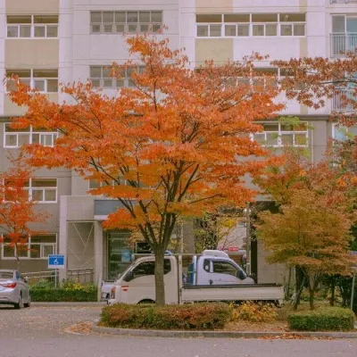 高清适合做头像的枫叶微信风景图片第1张