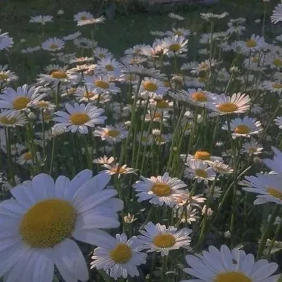 2021年个性微信头像风景图片第1张