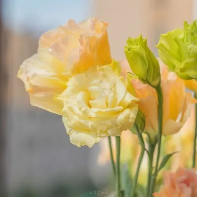 2021微信头像风景唯美小清新图片第1张