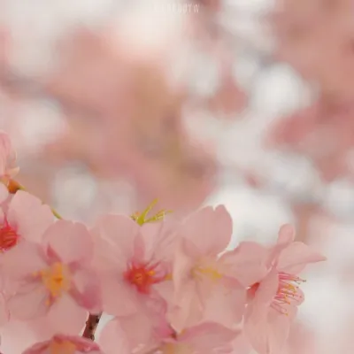 高清网红超仙气少女心壁纸风景头像第1张