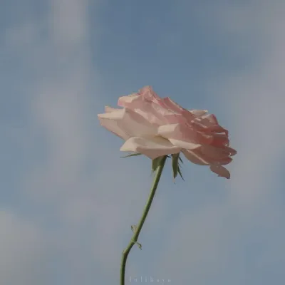 2021微信头像简单风景干净清新图片第1张