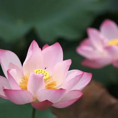 长辈专用荷花微信头像图片第1张