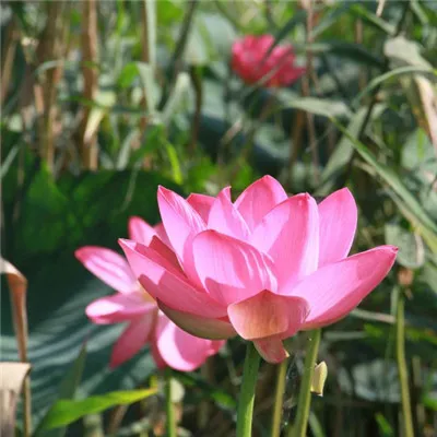 妈妈用的微信头像推荐荷花图片第1张