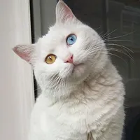 微信头像猫咪图片第1张