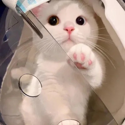 让人觉得活力满满的可爱萌宠头像第1张