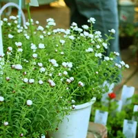 好看的充满生机的qq唯美意境景物头像第1张