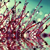 个性好看的花草树木雨过天晴的美丽头像图片第1张