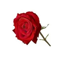 情人节玫瑰花图片大全,qq头像花朵图片情人节第1张