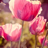 好看的唯美花卉qq头像图片大全第1张