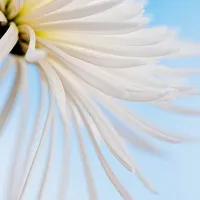 红艳艳的qq头像图片唯美花儿第1张