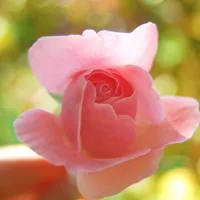 漂l亮花儿图片做头像第1张