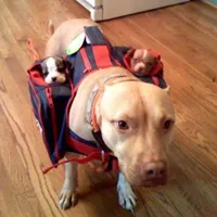 太有个性的可爱小狗小猫头像图片大全第1张