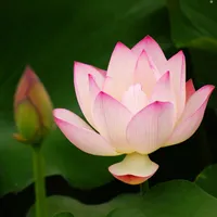 清白、坚贞纯洁意境清新好看的关于荷花的qq头像图片第1张