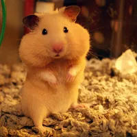 它爱不释手的仓鼠可爱的qq头像图片第1张