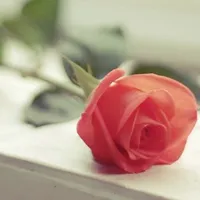 玫瑰花头像图片大全第1张