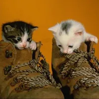 朋友家养的可爱萌猫宠物qq头像第1张