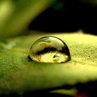 一个个晶莹透亮的关于露珠qq头像图片第1张