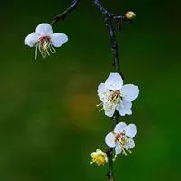 个性好看鲜艳美丽唯美花朵qq头像大全第1张