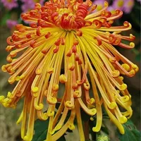 清净、高洁空间唯美菊花qq头像花的图片大全第1张