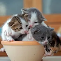 接吻（Kiss）各种接吻头像大全 静态第1张