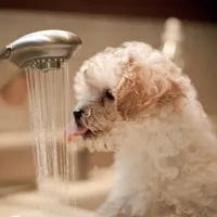 qq头像可爱猫狗小动物第1张