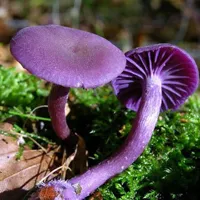 各种各样美丽的野蘑菇头像第1张