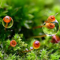 树叶、花朵、草丛中的露珠唯美QQ头像图片第1张