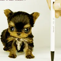 温顺、活泼、与人为善茶杯犬个性QQ头像图片第1张