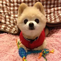 真实版可爱狗狗头像第1张