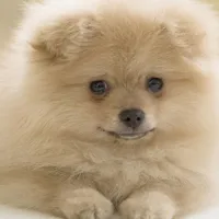 活蹦乱跳惹人怜爱的超萌可爱动物头像图片大全第1张