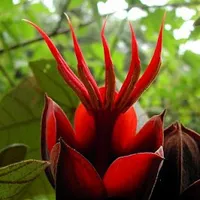 唯美花朵qq头像大全第1张