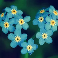 高贵芬芳绽放最新唯美意境花朵头像第1张