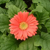 好看非洲菊头像图片第1张