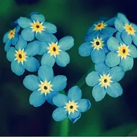 好看唯美花朵头像图片第1张