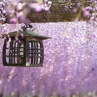 唯美风景意境个性头像第1张