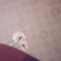 关于花的头像第1张