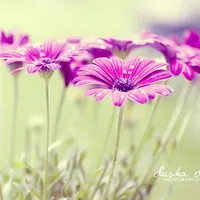 个性唯美清新意境头像第1张