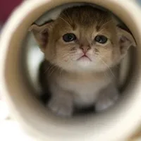 样子十分顽皮可爱卖萌可爱的小猫头像第1张