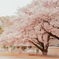 关于樱花的qq头像第1张