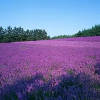 普罗旺斯薰衣草头像图片第1张